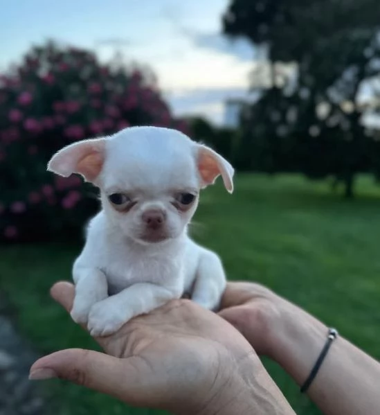 Chihuahua Toy (cuccioli maschio e femmina)
