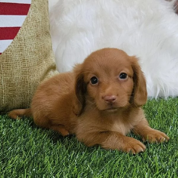 Bassotto (cuccioli maschio e femmina)