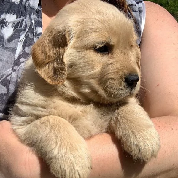Golden Retriever (cuccioli maschio e femmina) | Foto 0
