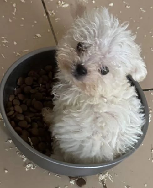 Bolognese (cuccioli maschio e femmina)