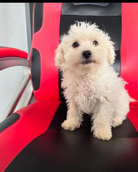 Bolognese (cuccioli maschio e femmina) | Foto 0