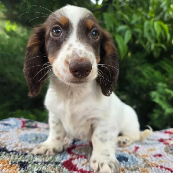 Bassotto (cuccioli maschio e femmina | Foto 1