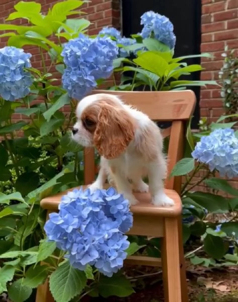 REGALO CAVALIER KING CHARLES | Foto 0