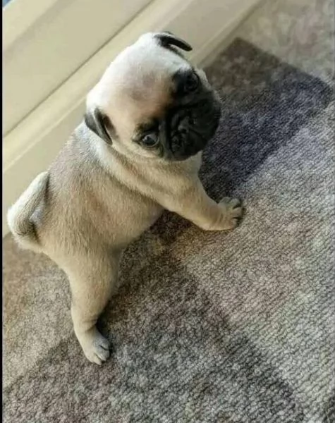 . Carlino (Pug) (cuccioli maschio e femmina)