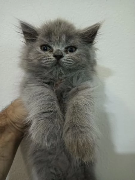 Vendo gattini | Foto 1