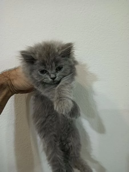 Vendo gattini | Foto 0