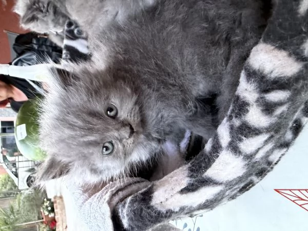 Cuccioli di british | Foto 3