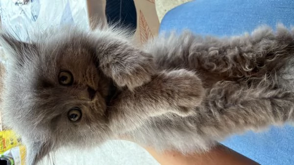 Cuccioli di british