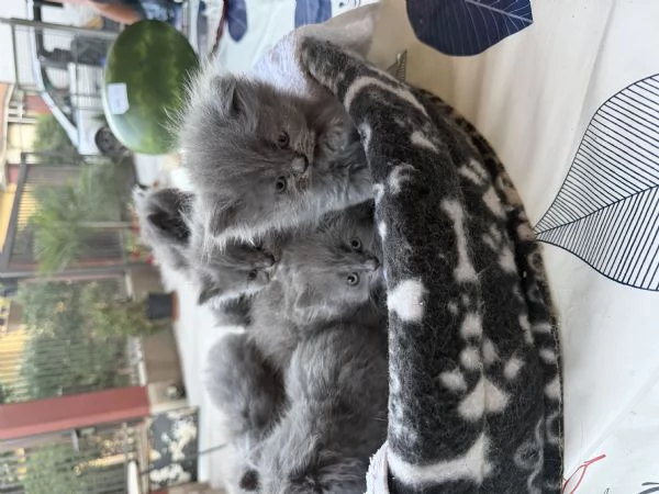Cuccioli di british | Foto 2