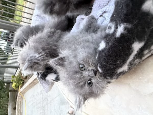 Cuccioli di british | Foto 1
