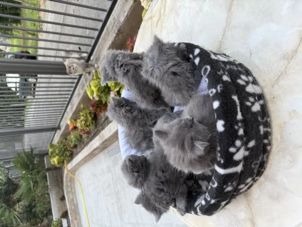 Cuccioli di british | Foto 0
