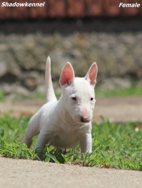 Mini Bull Terrier – Bellissimi Cuccioli | Foto 5