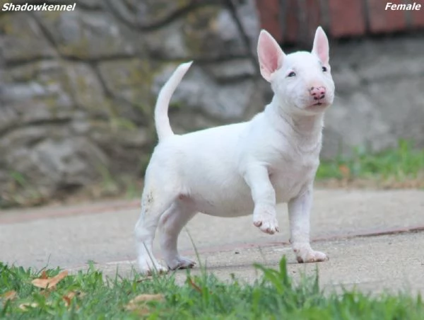 Mini Bull Terrier – Bellissimi Cuccioli | Foto 4