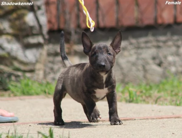 Mini Bull Terrier – Bellissimi Cuccioli | Foto 3