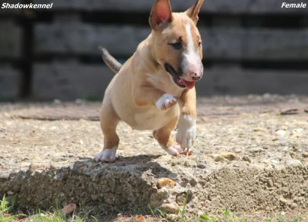 Mini Bull Terrier – Bellissimi Cuccioli | Foto 2
