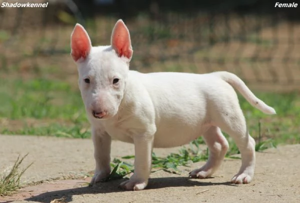 Mini Bull Terrier – Bellissimi Cuccioli | Foto 1