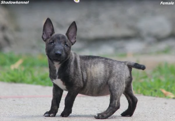 Mini Bull Terrier – Bellissimi Cuccioli | Foto 0