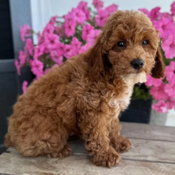 ::::::  Barboncino pure  (cuccioli maschio e femmina)