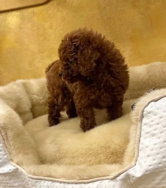 Dolce mini Barboncino Toy (cuccioli maschio e femmina) | Foto 0