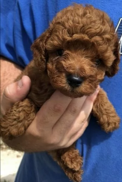——- Barboncino Toy (cuccioli maschio e femmina)