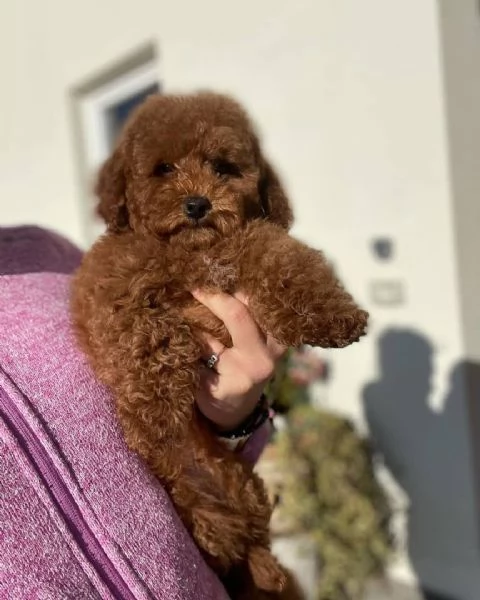 @@@ Barboncino Toy (cuccioli maschio e femmina)