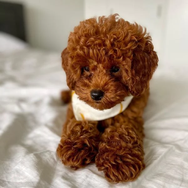 @@@ Barboncino Toy (cuccioli maschio e femmina) | Foto 0