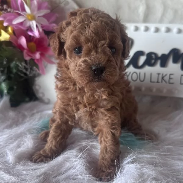 2 …Barboncino Toy (cuccioli maschio e femmina)