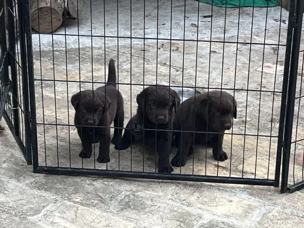 Cuccioli di labrador cioccolato