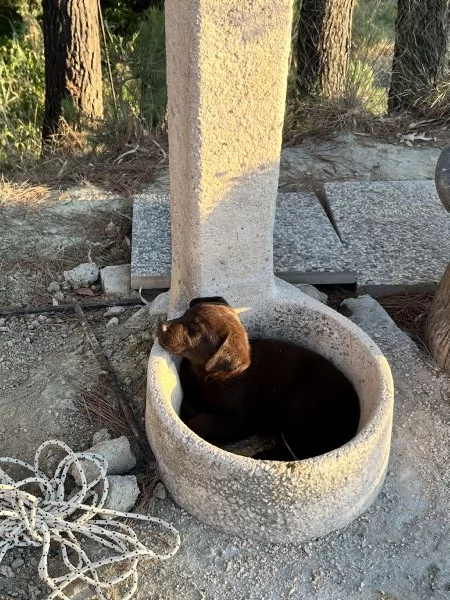Cuccioli di labrador cioccolato | Foto 5