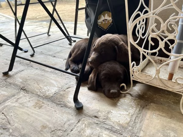 Cuccioli di labrador cioccolato | Foto 4