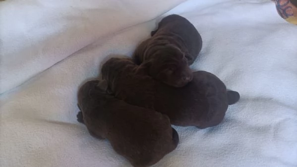 Cuccioli di labrador cioccolato | Foto 3
