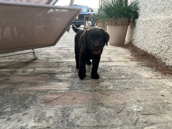 Cuccioli di labrador cioccolato | Foto 2