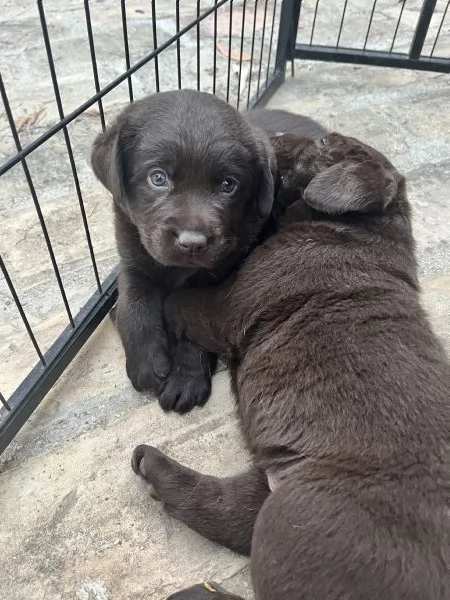 Cuccioli di labrador cioccolato | Foto 1