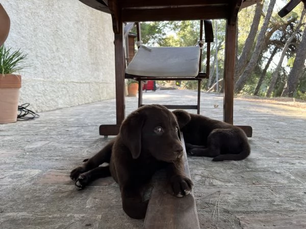 Cuccioli di labrador cioccolato | Foto 0