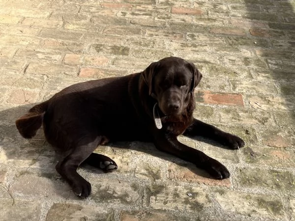 CUCCIOLE DI LABRADOR 2 MESI