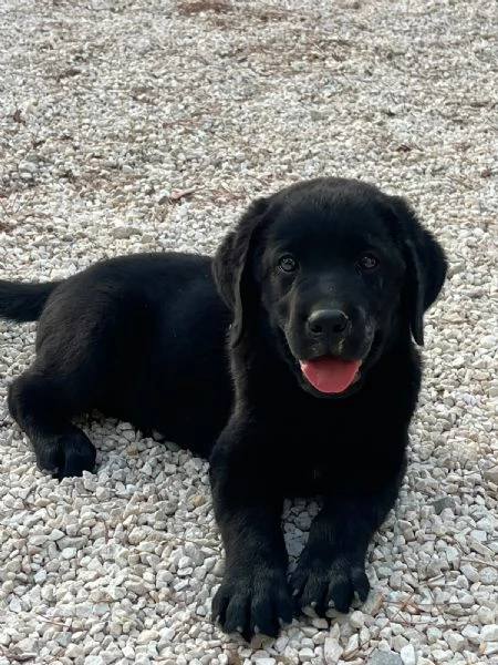 CUCCIOLE DI LABRADOR 2 MESI | Foto 6