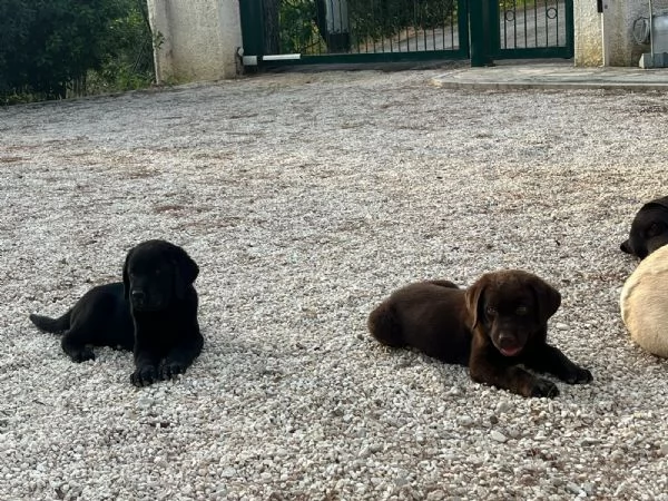 CUCCIOLE DI LABRADOR 2 MESI | Foto 5
