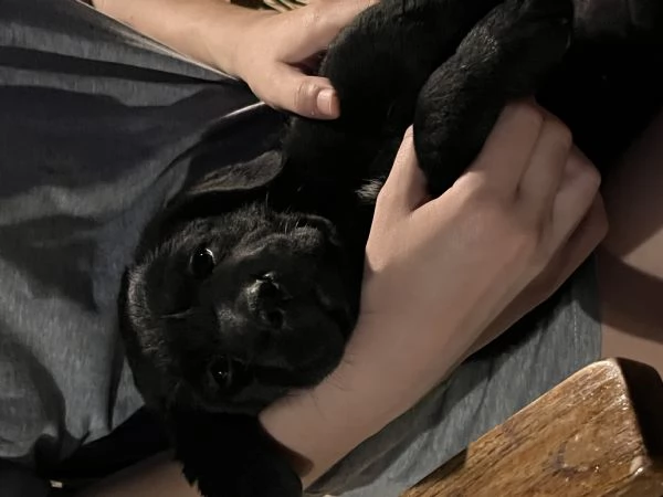 CUCCIOLE DI LABRADOR 2 MESI | Foto 4