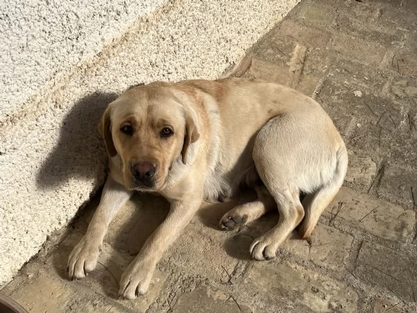 CUCCIOLE DI LABRADOR 2 MESI | Foto 3