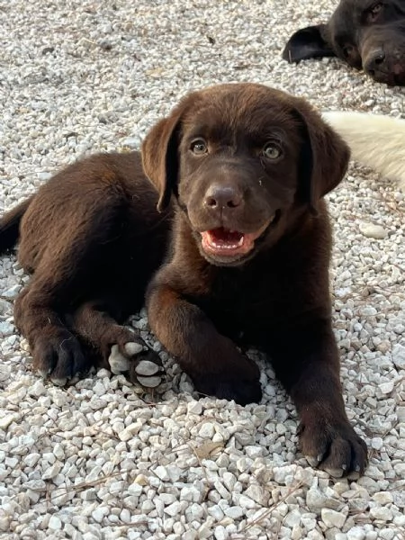 CUCCIOLE DI LABRADOR 2 MESI | Foto 2