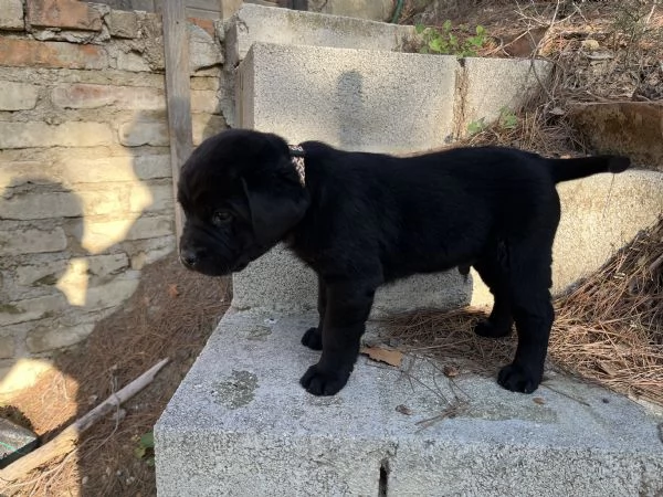 CUCCIOLE DI LABRADOR 2 MESI | Foto 1