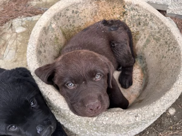 CUCCIOLE DI LABRADOR 2 MESI | Foto 0