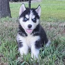  Siberian Husky (cuccioli maschio e femmina)