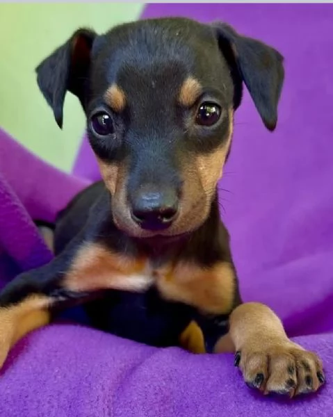 Pinscher Mini (cuccioli maschio e femmina) | Foto 0