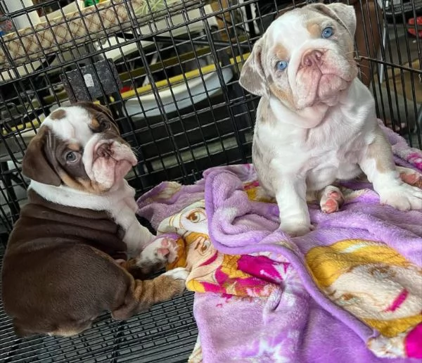 Bulldog Inglese (cuccioli maschio e femmina) | Foto 1