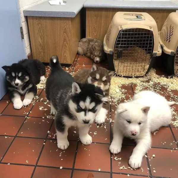  Siberian Husky (cuccioli maschio e femmina)