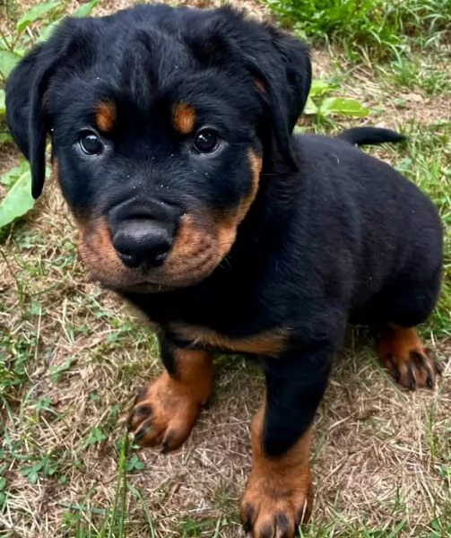 Rottweiler (cuccioli maschio e femmina) | Foto 0