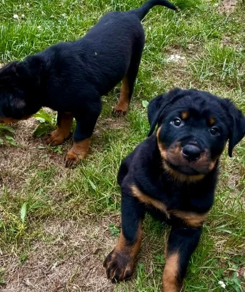 Rottweiler (cuccioli maschio e femmina)