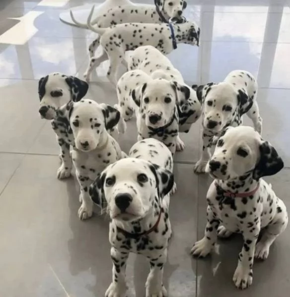 Dalmata (cuccioli maschio e femmina) | Foto 0
