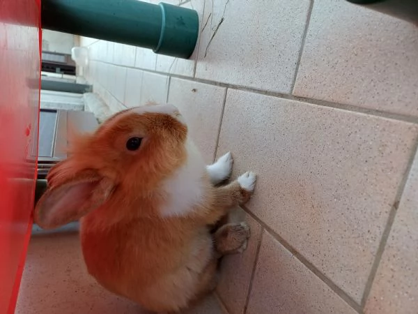 Vendesi coniglio nano